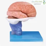 مولاژ جمجمه انسان ۱۵ قسمتی