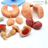 مولاژ جمجمه انسان ۱۵ قسمتی