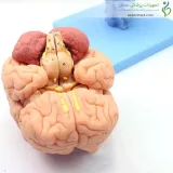 مولاژ جمجمه انسان ۱۵ قسمتی