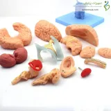 مولاژ جمجمه انسان ۱۵ قسمتی