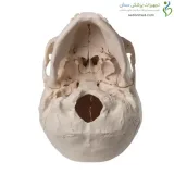 مولاژ جمجمه انسان ۲۲ قسمتی