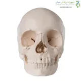 مولاژ جمجمه انسان ۲۲ قسمتی