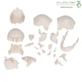 مولاژ جمجمه انسان ۲۲ قسمتی