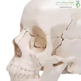 مولاژ جمجمه انسان ۲۲ قسمتی