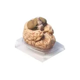 مولاژ مغز ۸ قسمتی