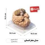 مولاژ مغز ۸ قسمتی