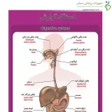 پوستر آموزشی ساختار آناتومی دستگاه گوارش
