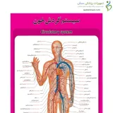 پوستر آموزشی ساختار آناتومی سیستم گردش خون