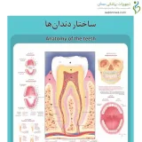 پوستر آموزشی ساختار آناتومی دندان ها