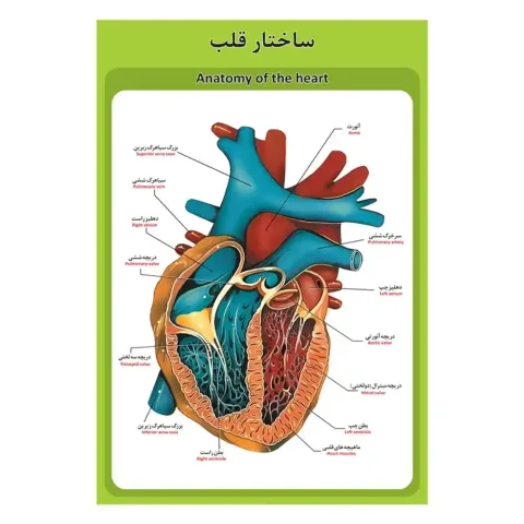 پوستر آموزشی ساختار آناتومی قلب