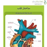 پوستر آموزشی ساختار آناتومی قلب