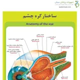 پوستر آموزشی ساختار آناتومی کره چشم