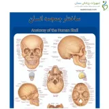 پوستر آموزشی ساختار آناتومی جمجمه