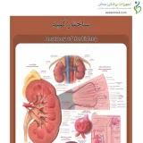 پوستر آموزشی ساختار آناتومی کلیه