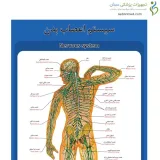 پوستر آموزشی ساختار آناتومی سیستم اعصاب بدن