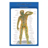 پوستر آموزشی ساختار آناتومی سیستم اعصاب بدن