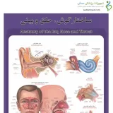 پوستر آموزشی ساختار آناتومی گوش، حلق و بینی