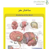 پوستر آموزشی ساختار آناتومی مغز