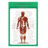 پوستر آموزشی ساختار آناتومی سیستم ماهیچه‌های بدن