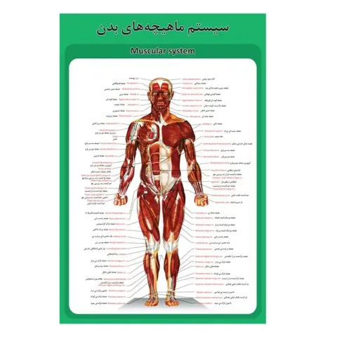 پوستر آموزشی ساختار آناتومی سیستم ماهیچه‌های بدن