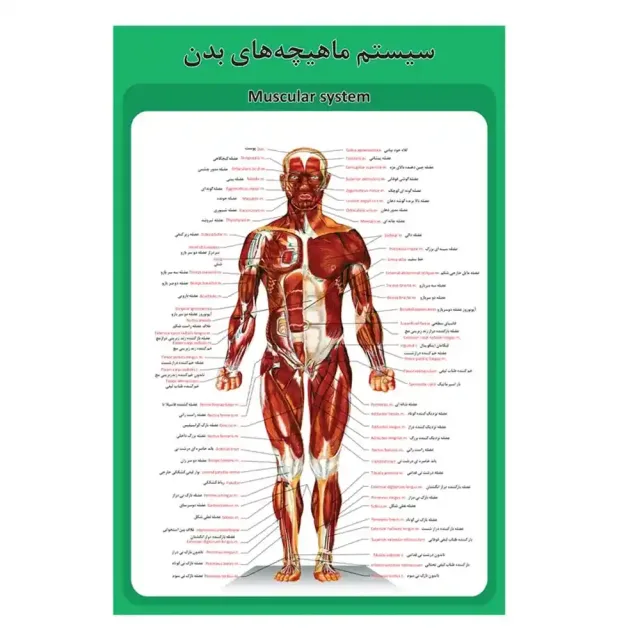 پوستر آموزشی ساختار آناتومی سیستم ماهیچههای بدن