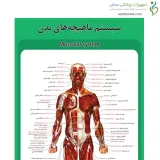 پوستر آموزشی ساختار آناتومی سیستم ماهیچه‌های بدن