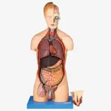 مولاژ نیم تنه 20 قسمتی 1/1