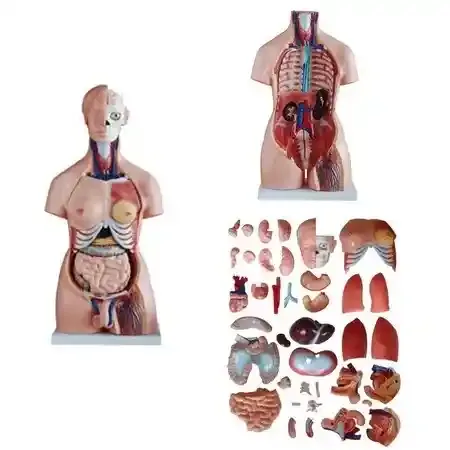 مولاژ نیم تنه 40 قسمتی 1/1