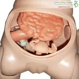 مولاژ (مانکن ) مدل کامل مجاری ادراری زنان