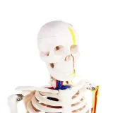 اسکلت با اعصاب و عروق 1/2