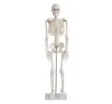 مولاژ اسکلت ساده 1/2