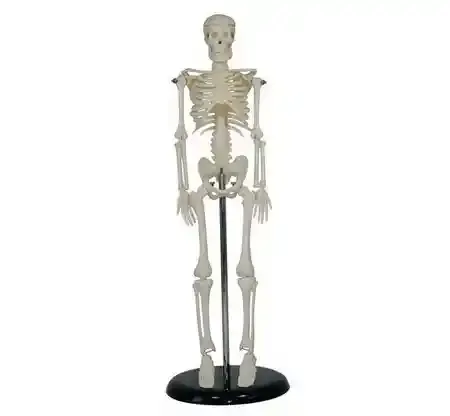 مولاژ مینی اسکلت 45 سانتی متری