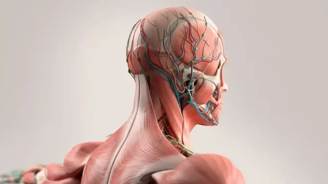 نگهداری و تمیز کردن مولاژهای پزشکی