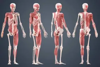 مقایسه جامع مولاژها: راهنمای انتخاب بهترین مدل آموزشی