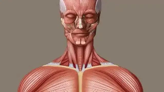 خرید مولاژ بدن انسان