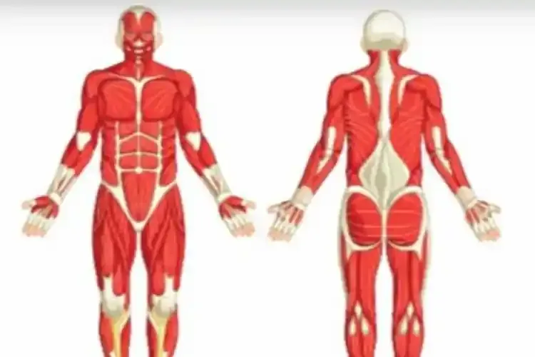 راهنمای جامع خرید بهترین مولاژ بدن انسان