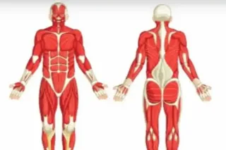 راهنمای جامع خرید بهترین مولاژ بدن انسان