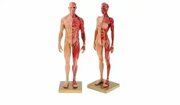 مولاژ آناتومی چیست