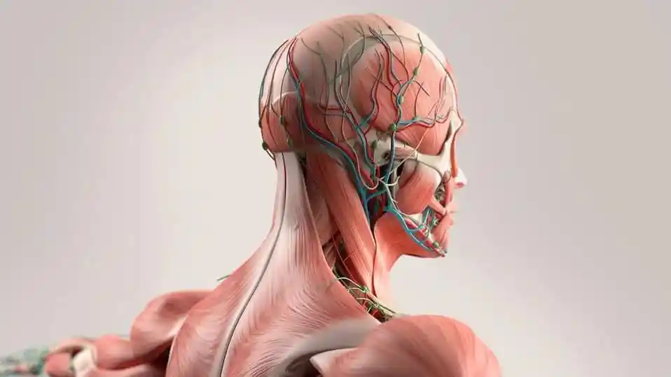 مولاژ آناتومی چیست