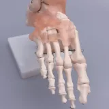 مولاژ اسکلت مچ پا با نمایش لیگامان