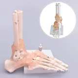 مولاژ اسکلت مچ پا با نمایش لیگامان