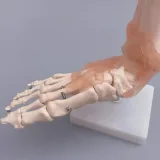 مولاژ اسکلت مچ پا با نمایش لیگامان