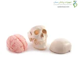 مولاژ جمجمه با نمایش مغز
