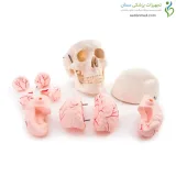 مولاژ جمجمه با نمایش مغز