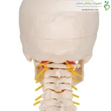 مولاژ جمجمه با نمایش مهره گردن