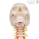 مولاژ جمجمه با نمایش مهره گردن