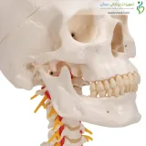 مولاژ جمجمه با نمایش مهره گردن