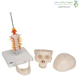 مولاژ جمجمه با نمایش مهره گردن