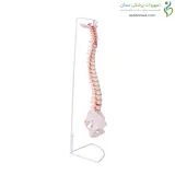 مولاژ ستون فقرات و لگن ساده