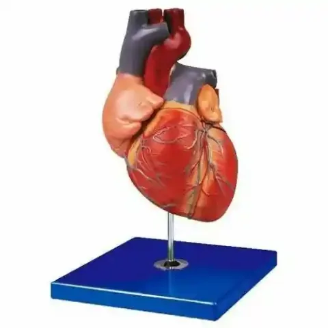 مولاژ قلب 1/5 برابر اندازه طبیعی